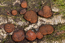 Red cushion hypoxylon (Hypoxylon fragiforme) growing on rotten Common beech (Fagus sylvatica) log, Buckholt wood NNR, Gloucestershire, UK, October.