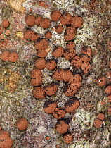 Red cushion hypoxylon (Hypoxylon fragiforme) growing on rotten Common beech (Fagus sylvatica) log and producing black spores, Buckholt wood NNR, Gloucestershire, UK, October.