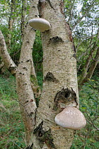 Birch bracket fungi (Piptoporus betulinus) growing on dead Silver birch (Betula pendula) tree, Kenfig NNR, Wales, UK, October.