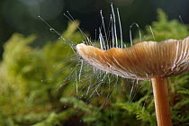Bonnet pin mould (Spinellus fusiger) growing from cap of Russet toughshank mushroom (Collybia dryophila), GWT Lower Woods reserve, Gloucestershire, UK, October.