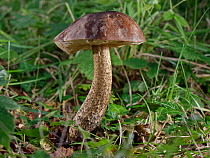 Birch bolete mushroom (Leccinum scabrum) growing in deciduous woodland leaf litter, Kenfig NNR, Wales, UK, October.
