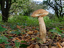 Birch bolete mushroom (Leccinum scabrum) growing in deciduous woodland leaf litter, Kenfig NNR, Wales, UK, October.