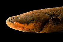 Electric eel (Electrophorus electricus), close-up of head. Oklahoma Aquarium. Captive.