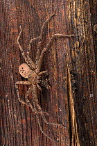 Huntsman spider (Thunberga cf. septifer), adult male on tree trunk, Madagascar. This is a relatively new genus described by Peter Jaeger in 2020 and dedicated to climate activist Greta Thunberg.