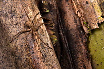 Huntsman spider (Thunberga cf. septifer), adult male on tree trunk, Madagascar. This is a relatively new genus described by Peter Jaeger in 2020 and dedicated to climate activist Greta Thunberg.