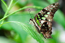 Tailed jay butterfly (Graphium agamemnon) resting on leaf. Captive.
