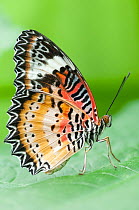 Malay lacewing butterfly (Cethosia hypsea) resting on leaf. Captive.