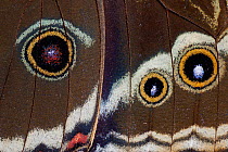 Close up of  Blue morpho butterfly (Morpho peleides) wing detail. Captive.