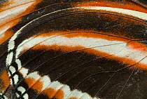Close up of Banded orange heliconian butterfly (Dryadula phaetusa) wing detail. Captive.