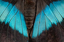 Close up of Blue-banded morpho butterfly (Morpho achilles) wing detail. Captive.