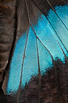 Close up of Blue-banded morpho butterfly (Morpho achilles) wing detail. Captive.