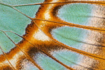 Close up of Malachite butterfly (Siproeta stelenes) wing detail. Captive.