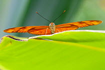 Julia butterfly (Dryas julia), wings open, resting on leaf. Captive.
