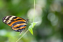 Tiger heliconian butterfly (Heliconius ismenius) resting on leaf. Captive.