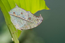 Forest mother-of-pearl butterfly (Protogoniomorpha parhassus) resting on leaf. Captive.