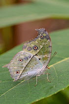Forest mother-of-pearl butterfly (Protogoniomorpha parhassus) resting on leaf. Captive.