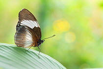 Scarce blue diadem butterfly (Hypolimnas monteironis) resting on leaf. Captive.