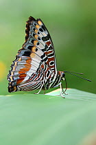Giant emperor butterfly (Charaxes castor) resting on leaf. Captive.