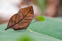 Orange oakleaf butterfly (Kallima inachus) resting on leaf. Captive.