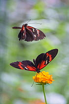 Courtship of two Postman butterfly (Heliconius melpomene) on flower. Captive.