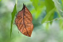Orange oakleaf butterfly (Kallima inachus) resting on leaf. Captive.