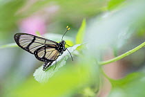 Melantho tigerwing butterfly (Thyridia psidii) resting on leaf. Captive.