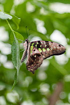 Tailed jay butterfly (Graphium agamemnon) resting on leaf. Captive.