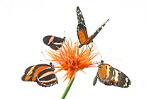 Digital composite of Tiger longwing butterfly (Heliconius hecale), Red postman butterfly (Heliconius erato) and Banded Orange Heliconian butterfly (Dryadula phaetusa) on flower. Captive.