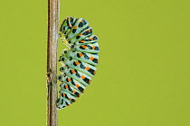 Swallowtail butterfly (Papilio machaon) caterpillar where its larval body has shortened and attached to stem before forming the chrysalis.