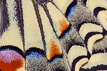 Close up of Swallowtail butterfly (Papilio machaon) wing detail.