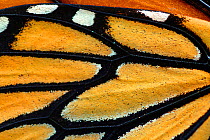 Close up of Monarch butterfly (Danaus plexippus) wing detail. Captive.