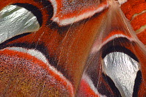 Close up of Atlas moth (Attacus atlas) wing detail. Captive.