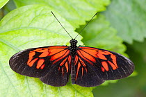 Common postman butterfly (Heliconius melpomene) resting on leaf, wings open. Captive.