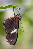 Common postman butterfly (Heliconius melpomene) resting on leaf upside down. Captive.