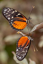 Two Tiger longwing butterfly (Heliconius hecale) mating on leaf edge. Captive.