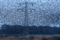 Common starling (Sturnus vulgaris) murmuration in between high voltage powerlines and electricity pylons, The Netherlands, Europe. February.