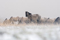 Herd of hardy  Konik horses (Equus ferus caballus) during a brutal winter storm, Lauwersmeer National Park, Wadden Sea, The Netherlands, Europe. February.