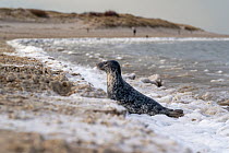 Grey seal (Halichoerus grypus) leaving icy sea to rest on beach, Texel Island, Wadden Sea, The Netherlands, Europe. February.