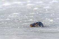 Grey seal (Halichoerus grypus) swimming between ice and pancake ice close to the beach during a cold winter spell, Texel Island, Wadden Sea, The Netherlands, Europe. February.