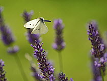 Small white butterfly (Pieris rapae) flying around Lavender  in a garden, Norfolk, England, UK. August.