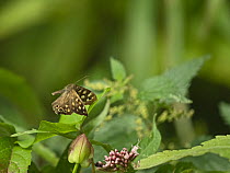 Speckled wood butterfly (Pararge aegeria) in flight, Ham Wall RSPB Reserve, Somerset, England, UK. August.