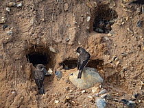 Sand martin (Riparia riparia) watching over chicks in nesting holes at cliff colony, North Norfolk, England, UK. June.
