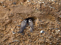Pair of Sand martin (Riparia riparia) at entrance to nesting hole in cliff colony, North Norfolk, England, UK. June.