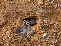 Sand martin (Riparia riparia) returning to nesting hole in cliff to feed chicks, North Norfolk, England, UK. June.