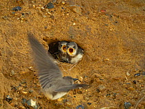 Sand martin (Riparia riparia) returning to nesting hole in cliff to feed chicks, North Norfolk, England, UK. June.