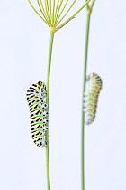RF - Two Swallowtail butterfly (Papilio machaon) caterpillars on Wild carrot (Daucus carota) stems. The Netherlands. August. 	 (This image may be licensed either as rights managed or royalty free.)
