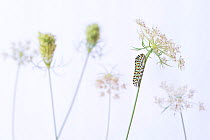 RF - Swallowtail butterfly (Papilio machaon) caterpillar on Wild carrot (Daucus carota) flowers. The Netherlands. August.  (This image may be licensed either as rights managed or royalty free.)