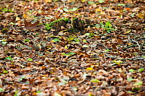 RF - Siberian chipmunk (Eutamias sibiricus) eating, camouflaged on forest floor, living wild. Near Tilburg, the Netherlands. October. (This image may be licensed either as rights managed or royalty f...