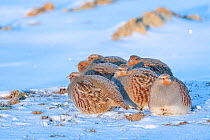 RF - Group of Grey partridge (Perdix perdix) huddled for warmth in snowy field. Near Nijmegen, the Netherlands. February.  (This image may be licensed either as rights managed or royalty free.)