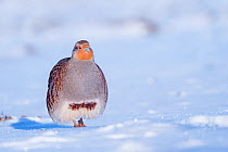 RF - Grey partridge (Perdix perdix) walking in snow. Near Nijmegen, the Netherlands. February.  (This image may be licensed either as rights managed or royalty free.)